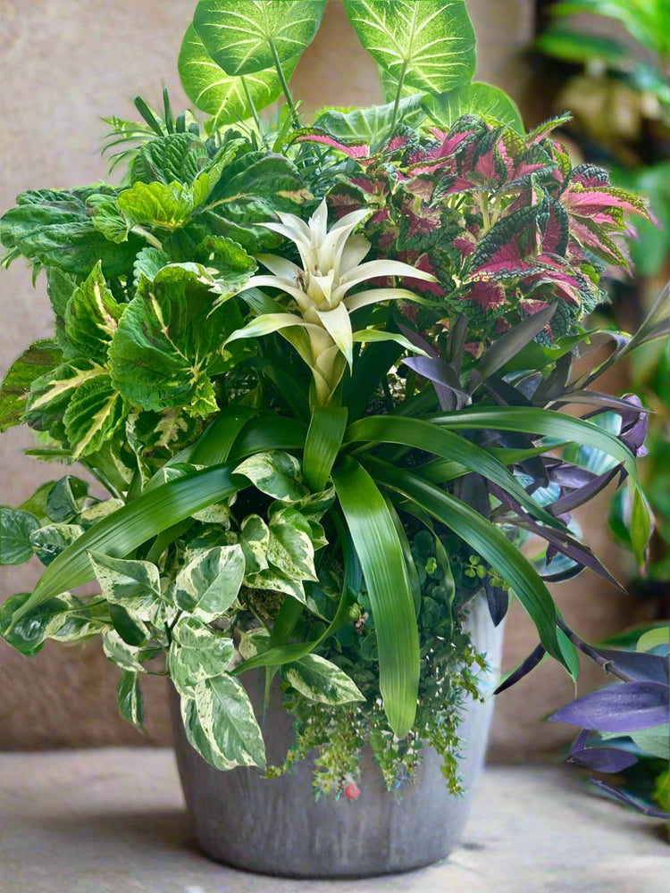 Signature Outdoor Container Garden Creations (Local Delivery/Pick-Up Only)