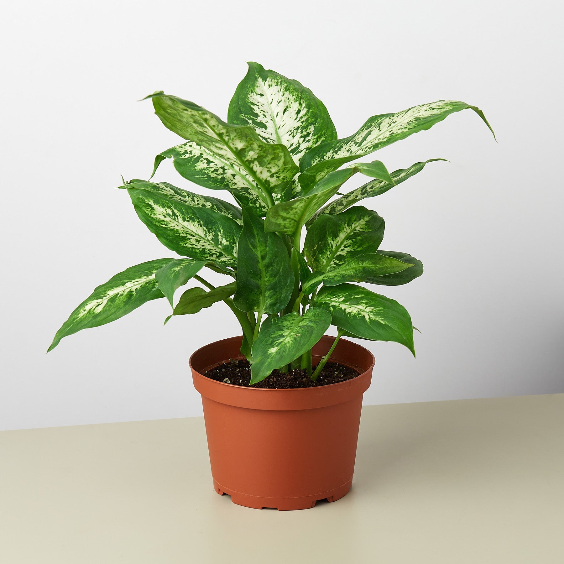 dieffenbachia in the garden The Snobby Leaf | Dieffenbachia 'Tropic Snow' - 6 inch Pot