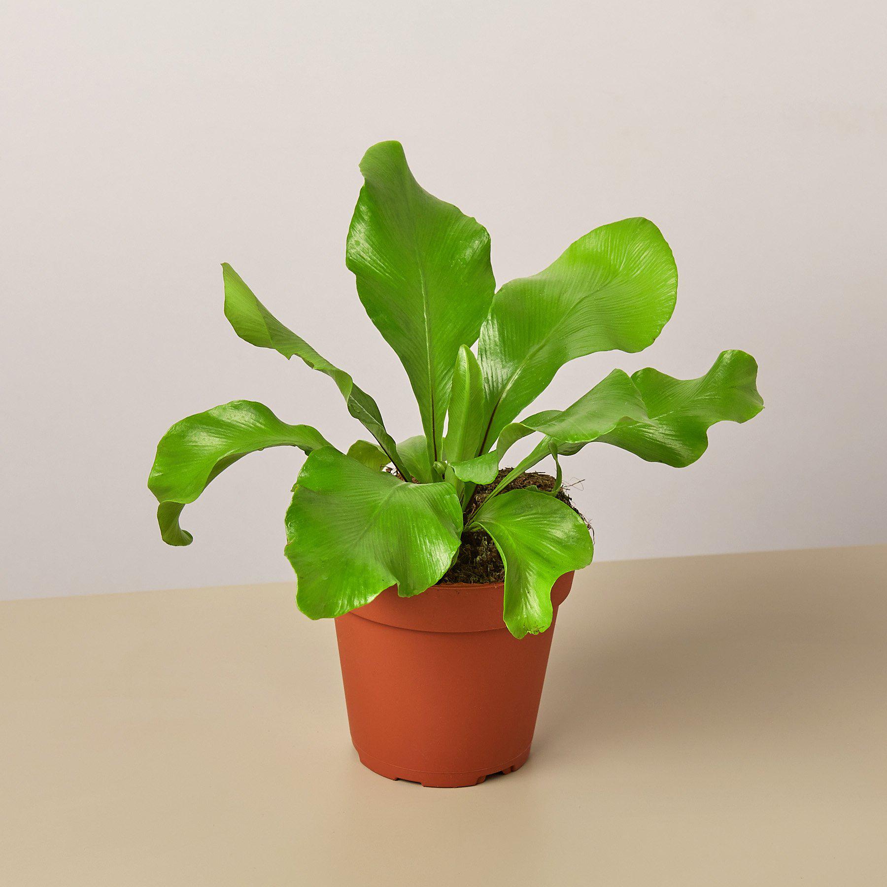 birds nest fern brown edges Bird's Nest 'Nidus' Fern