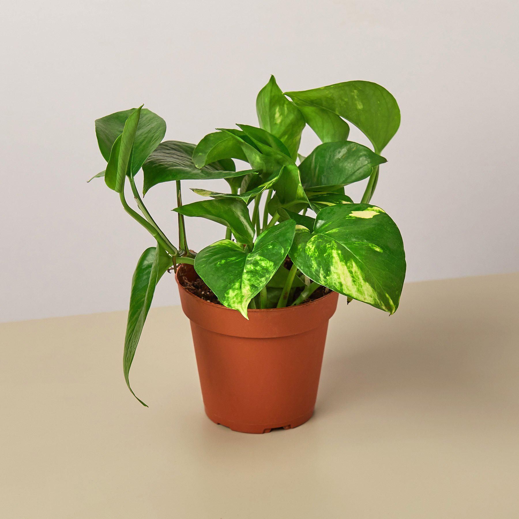 pots for golden pothos Pothos Golden (Epipremnum aureum) 6 inch