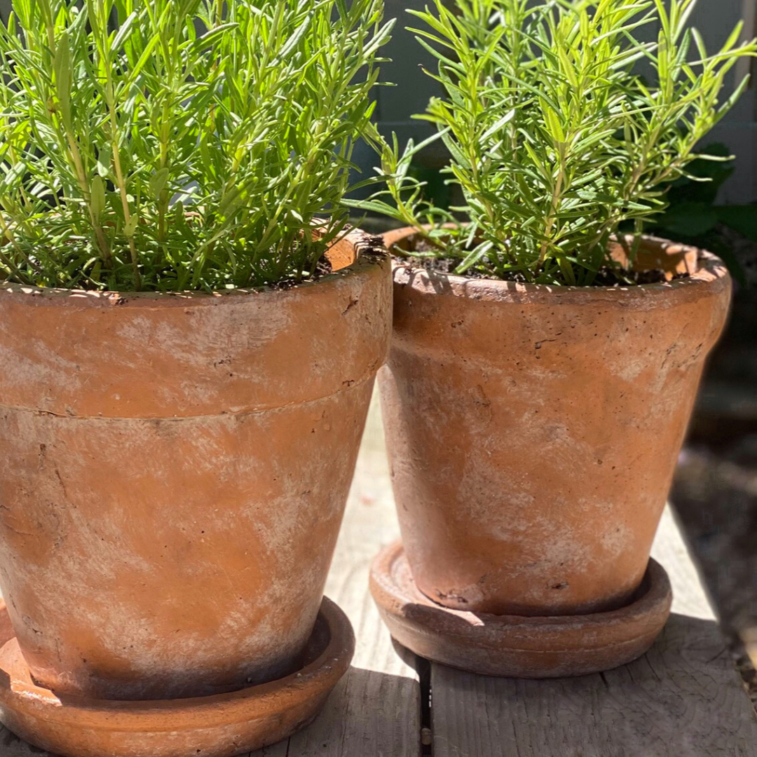 Medium Venice Cement Planter with Dish, Handcrafted in Aged Terracotta 7"D x 7"H