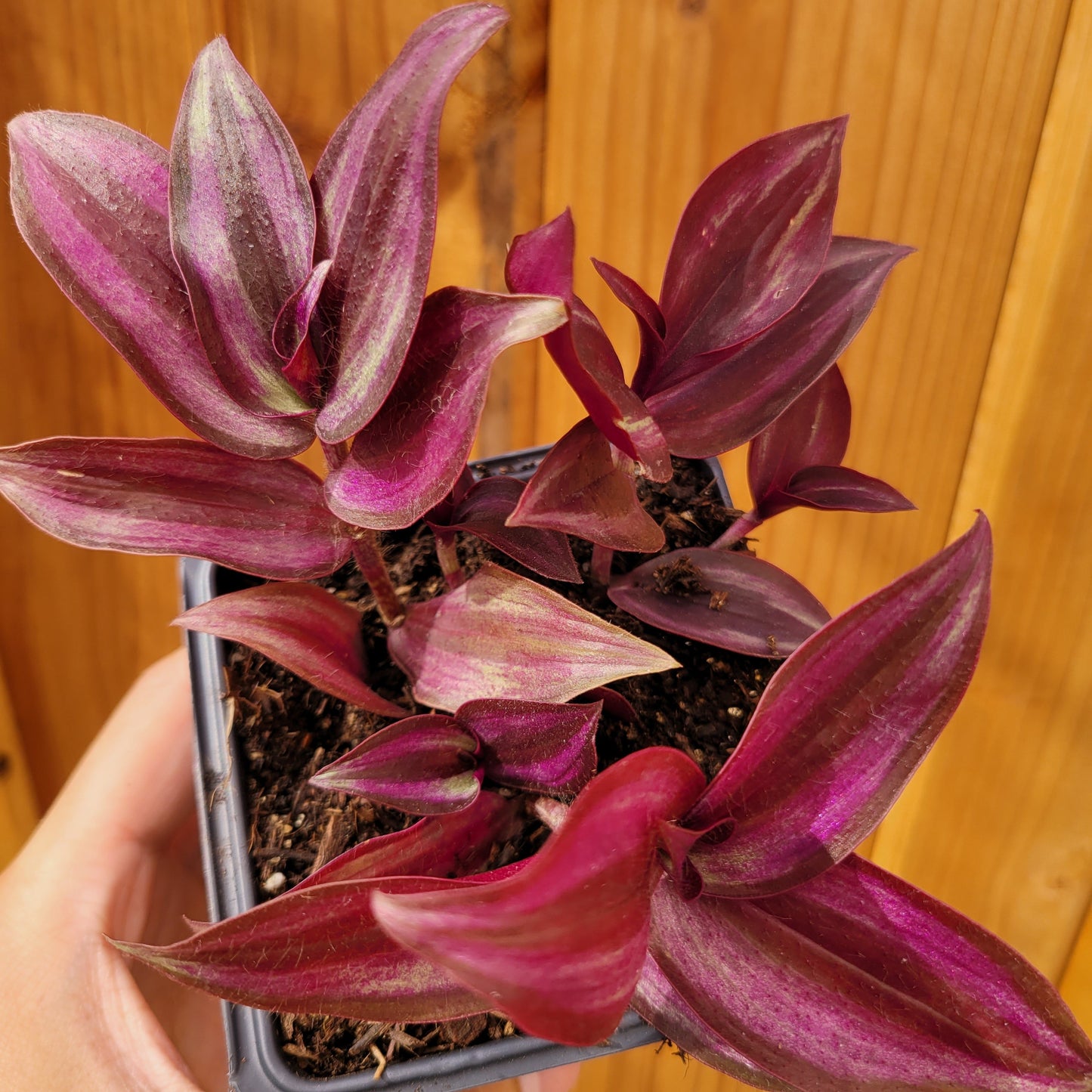 Tradescantia zebrina Violet Wandering Dude