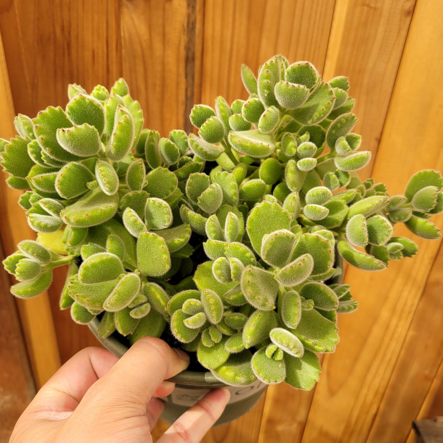 Cotyledon tomentosa Bear's Paw