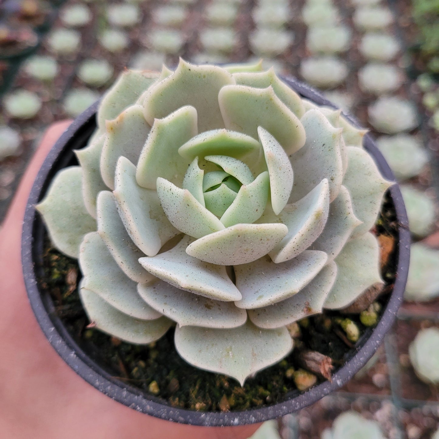 Echeveria 'Lola'