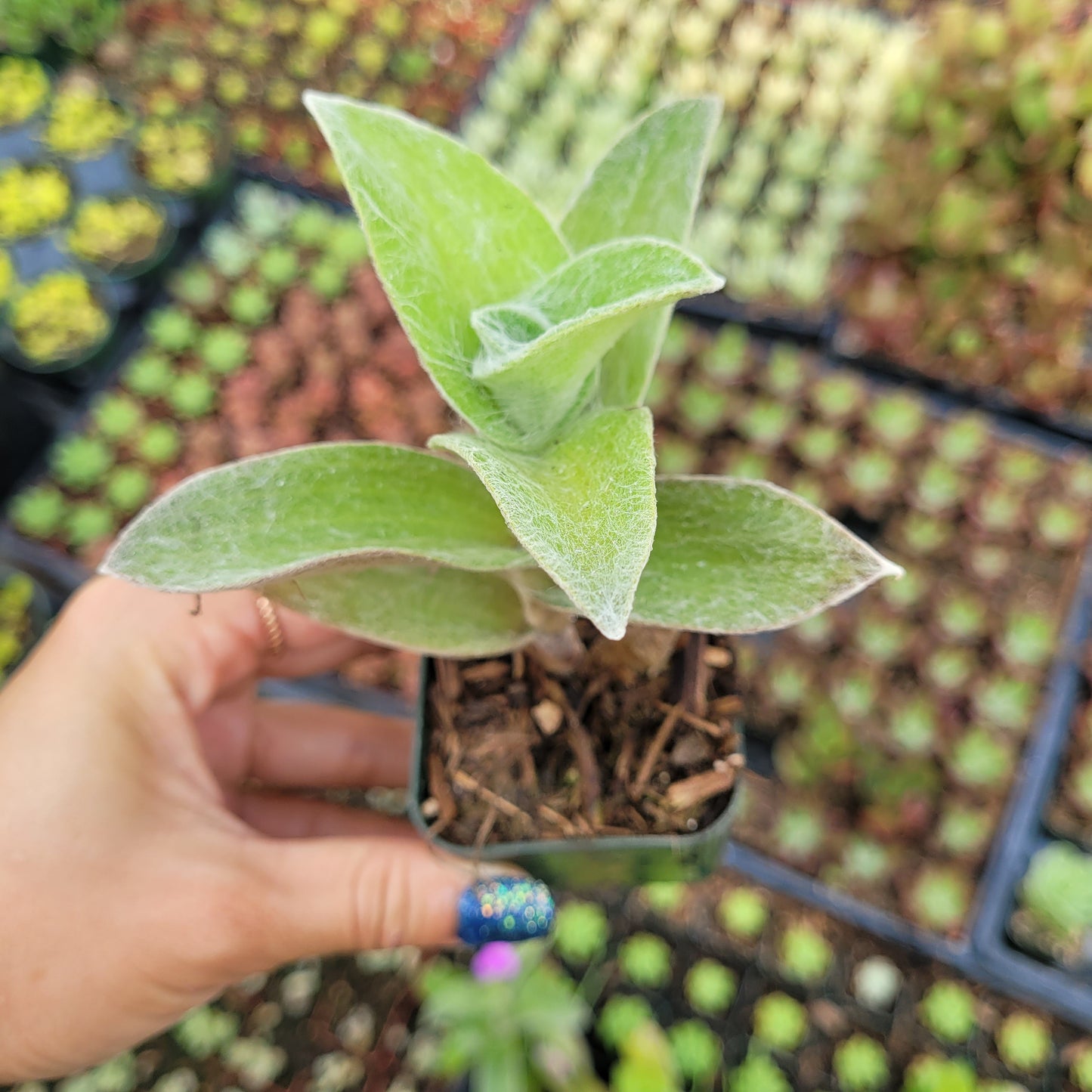 Tradescantia sillamontana 'White Velvet' Wandering Dude