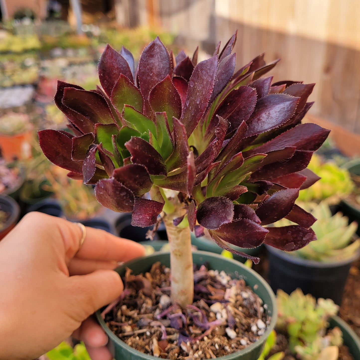 Aeonium 'Firecracker'