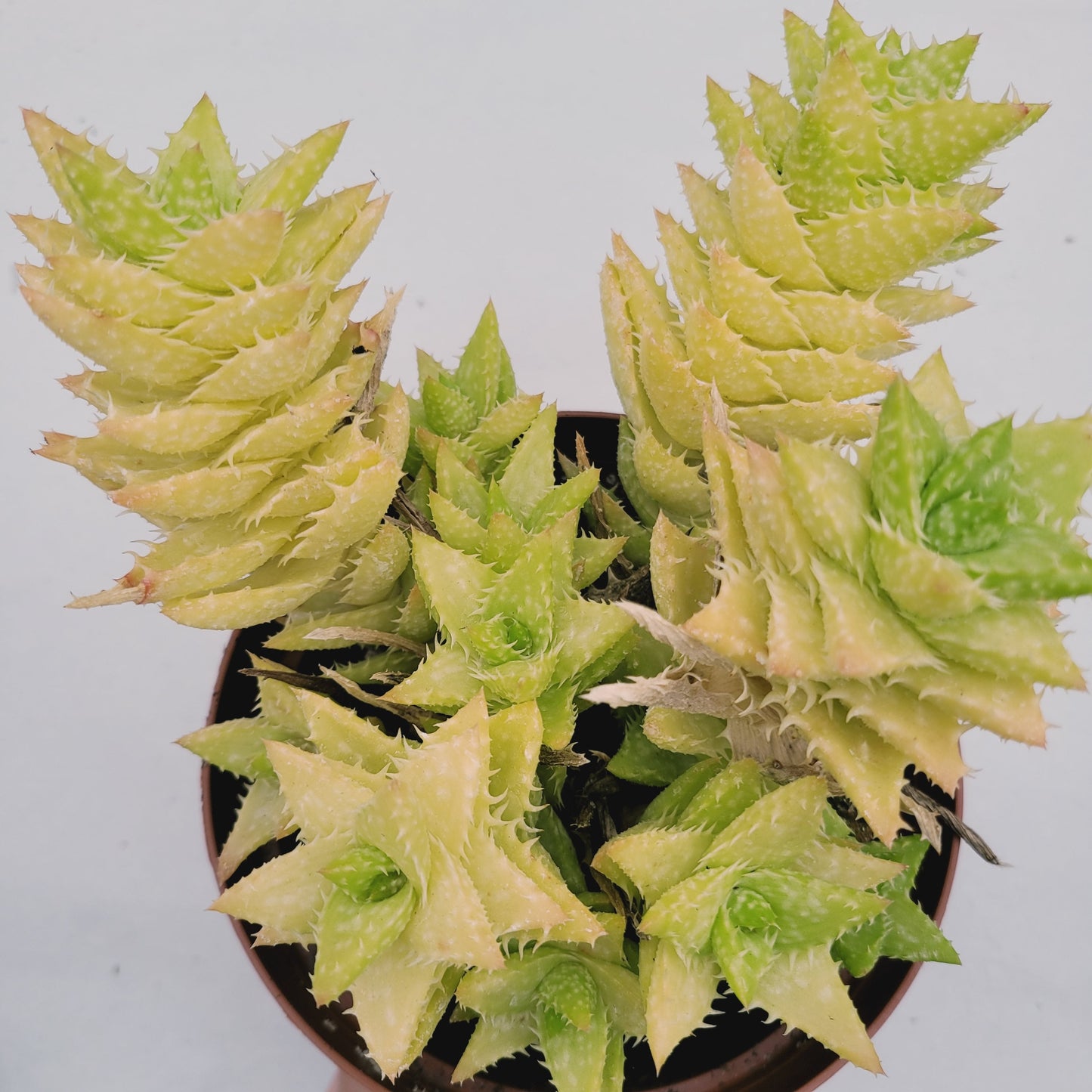 Aloe juvenna 'Tiger Tooth Aloe'