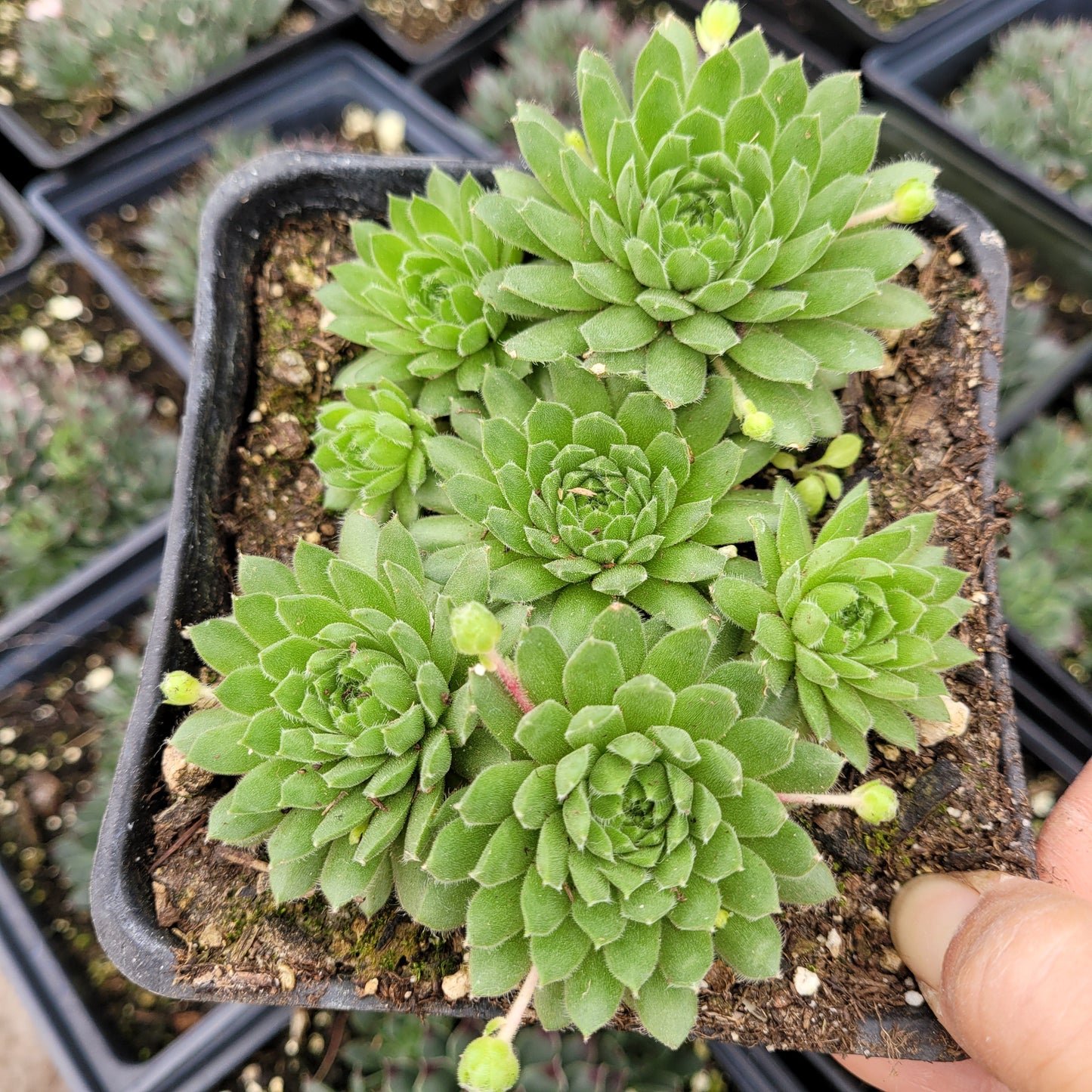 Sempervivum 'Cornelia'