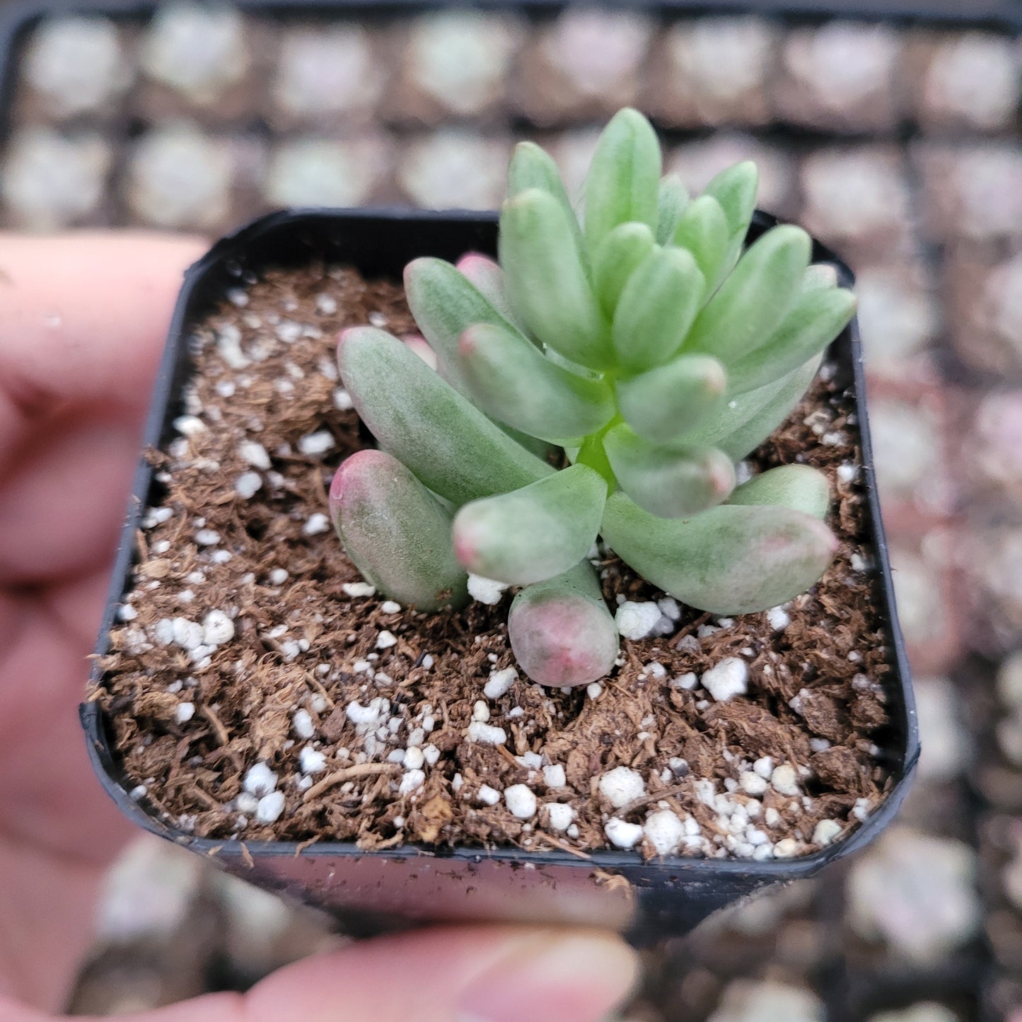 Sedum rubrotinctum 'Aurora' Pink Jelly Bean