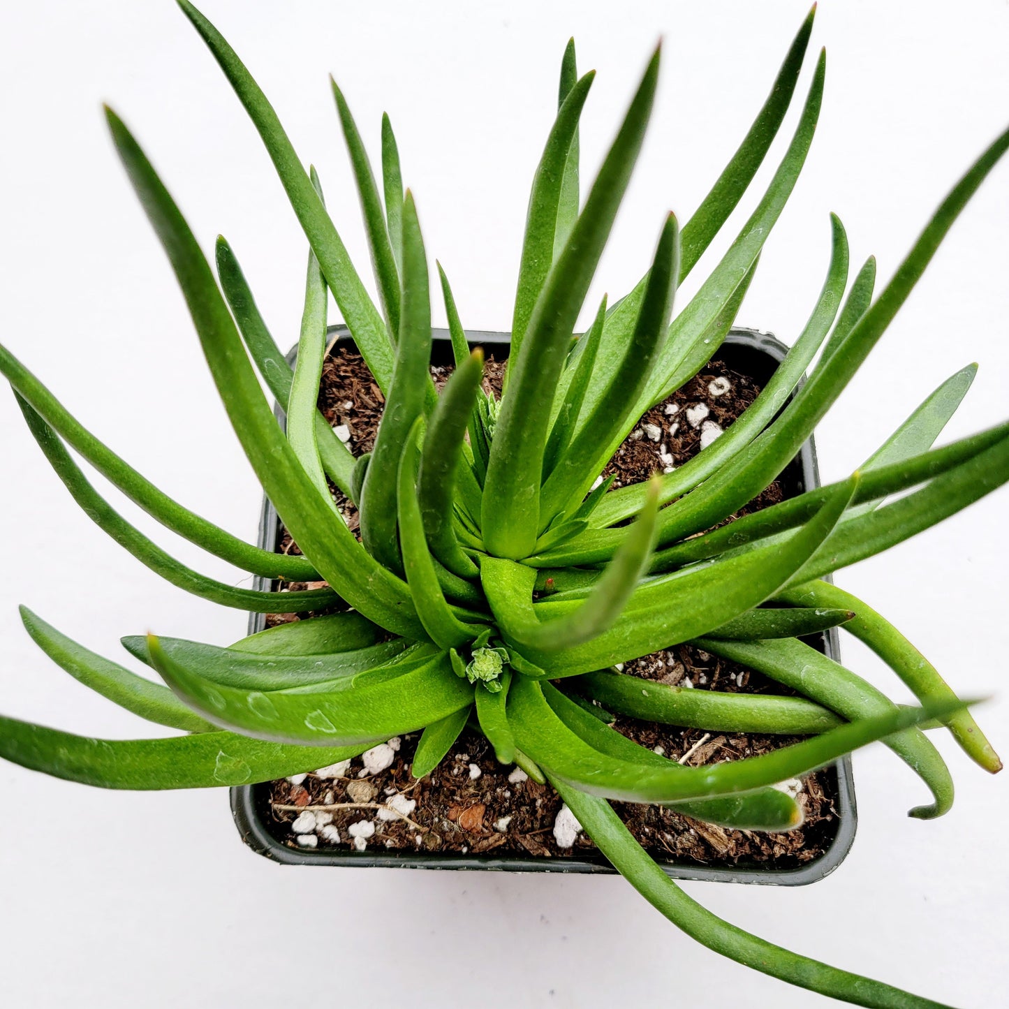 Crassula nudicaulis 'Devil's Horns'