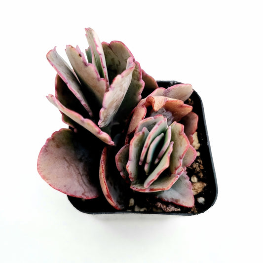 Kalanchoe fedtschenkoi 'Majestic Scallops'