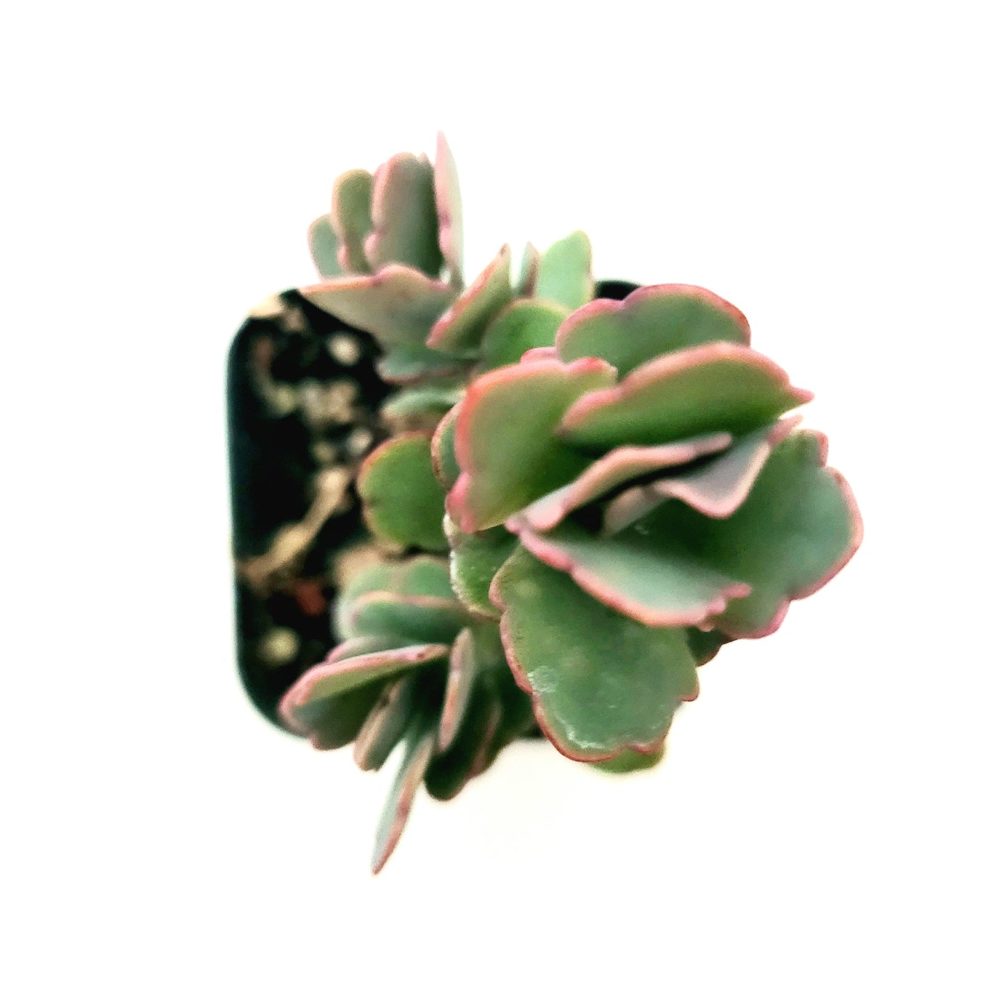 Kalanchoe fedtschenkoi 'Majestic Scallops'