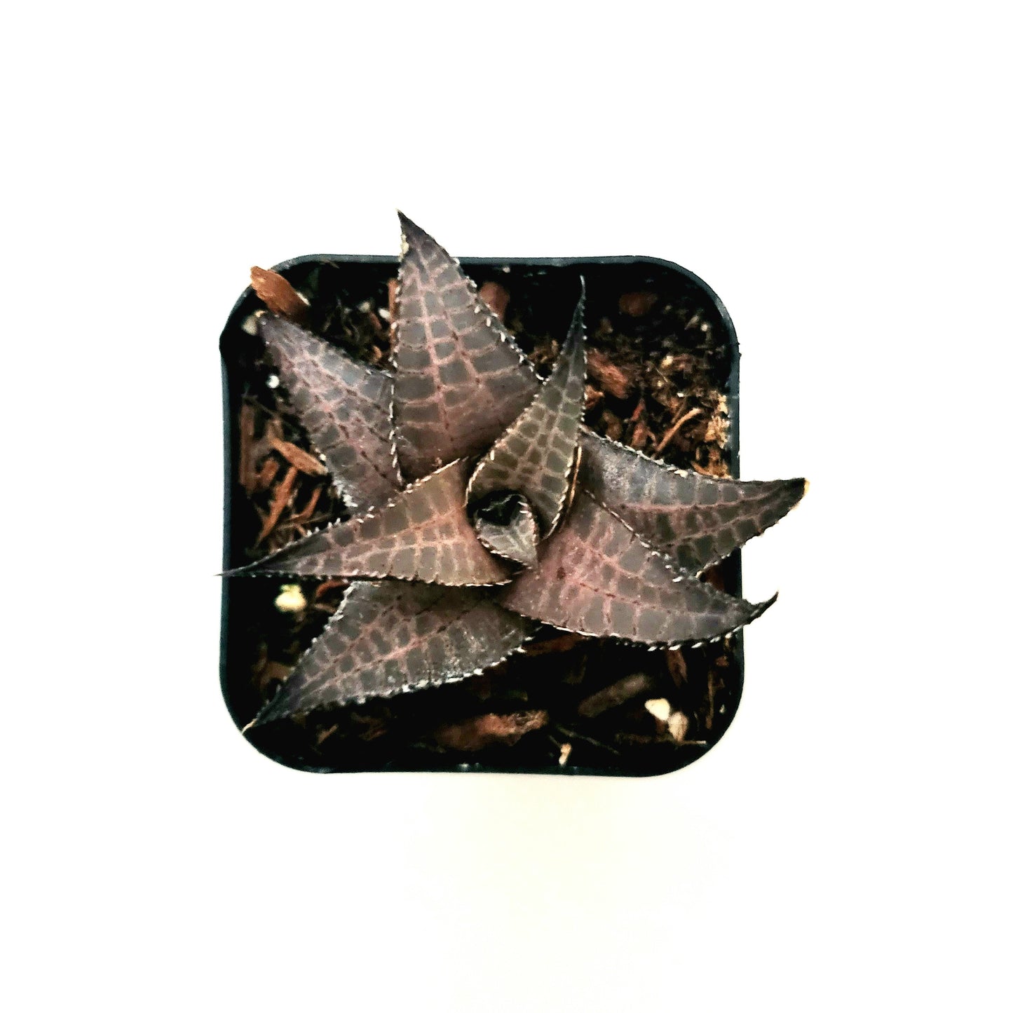 Haworthia venosa subsp. tessellata Veined Haworthia