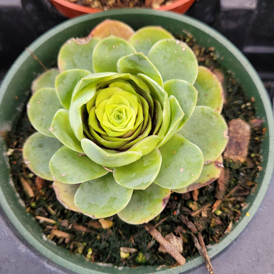 Greenovia aurea