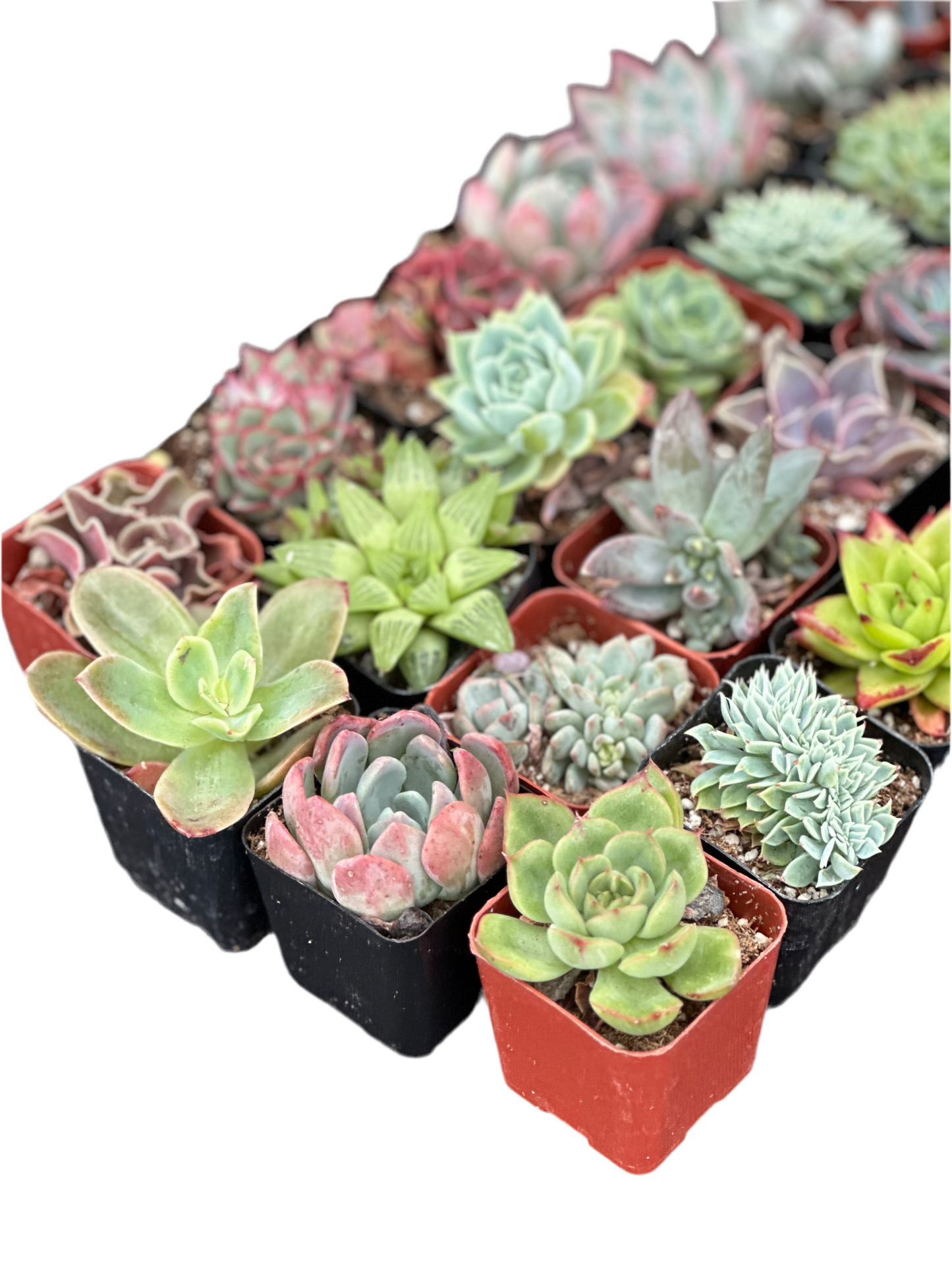 Half Flat Special - 32 succulents in 2” pots