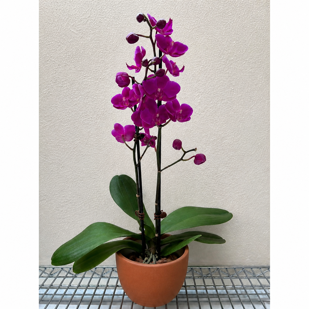 Orchid 'Purple Phalaenopsis'