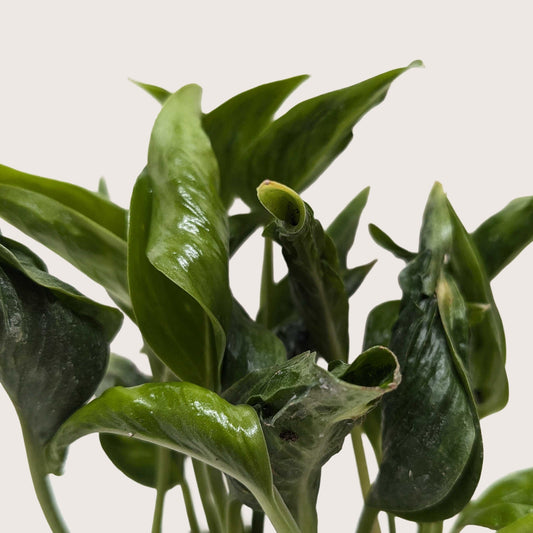 Pothos 'Shangri La'