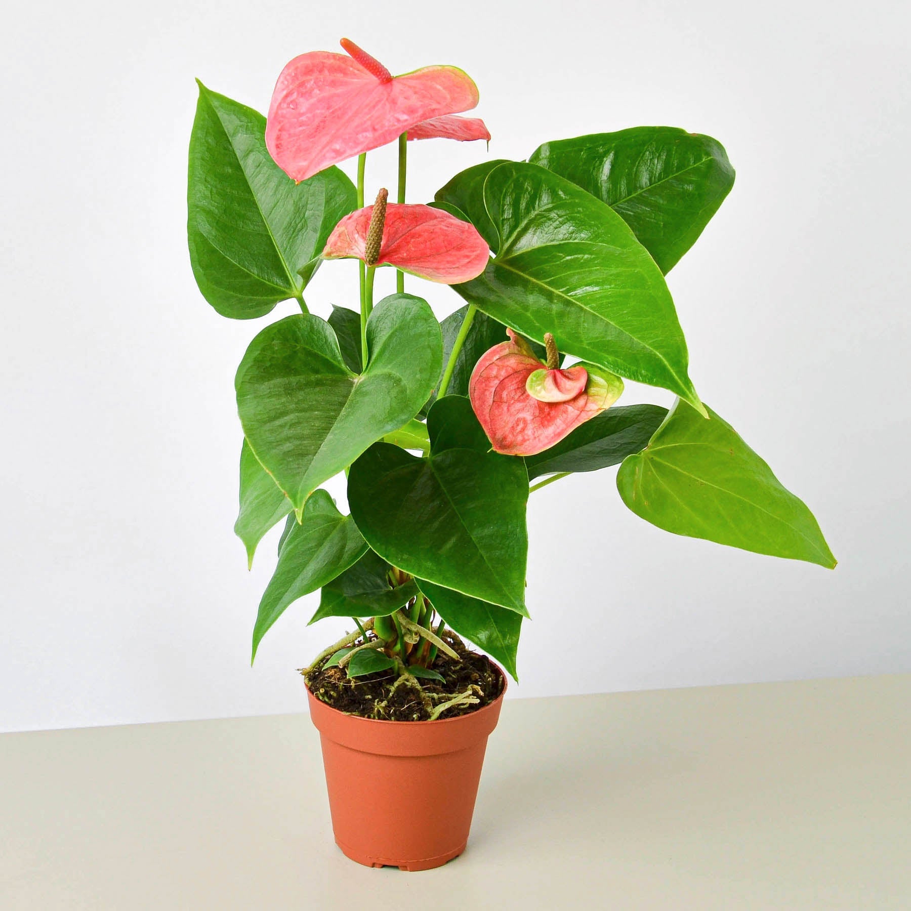 anthurium andraeanum pink Pink Anthurium Live Plant, 4" Pot