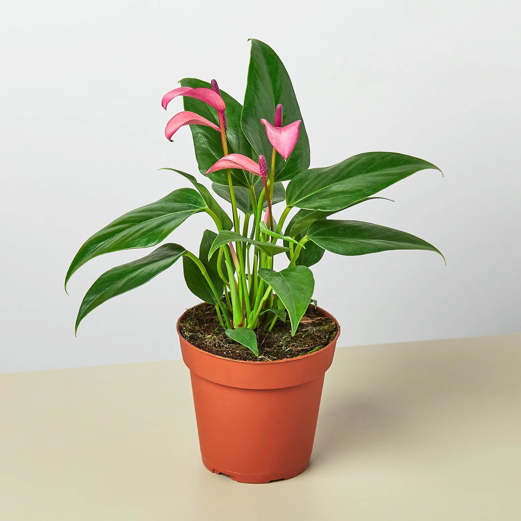 purple anthurium flower Anthurium 'Purple' 4" Pot
