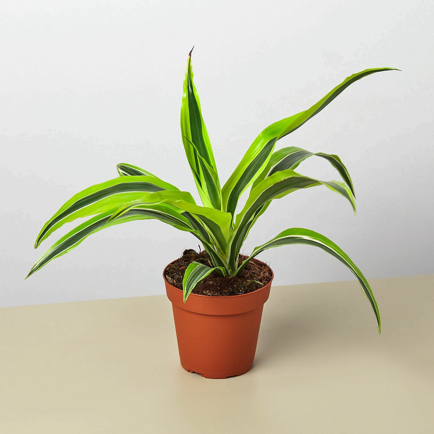 dracaena marginata lemon lime Dracaena 'Lemon Lime' 6" Pot
