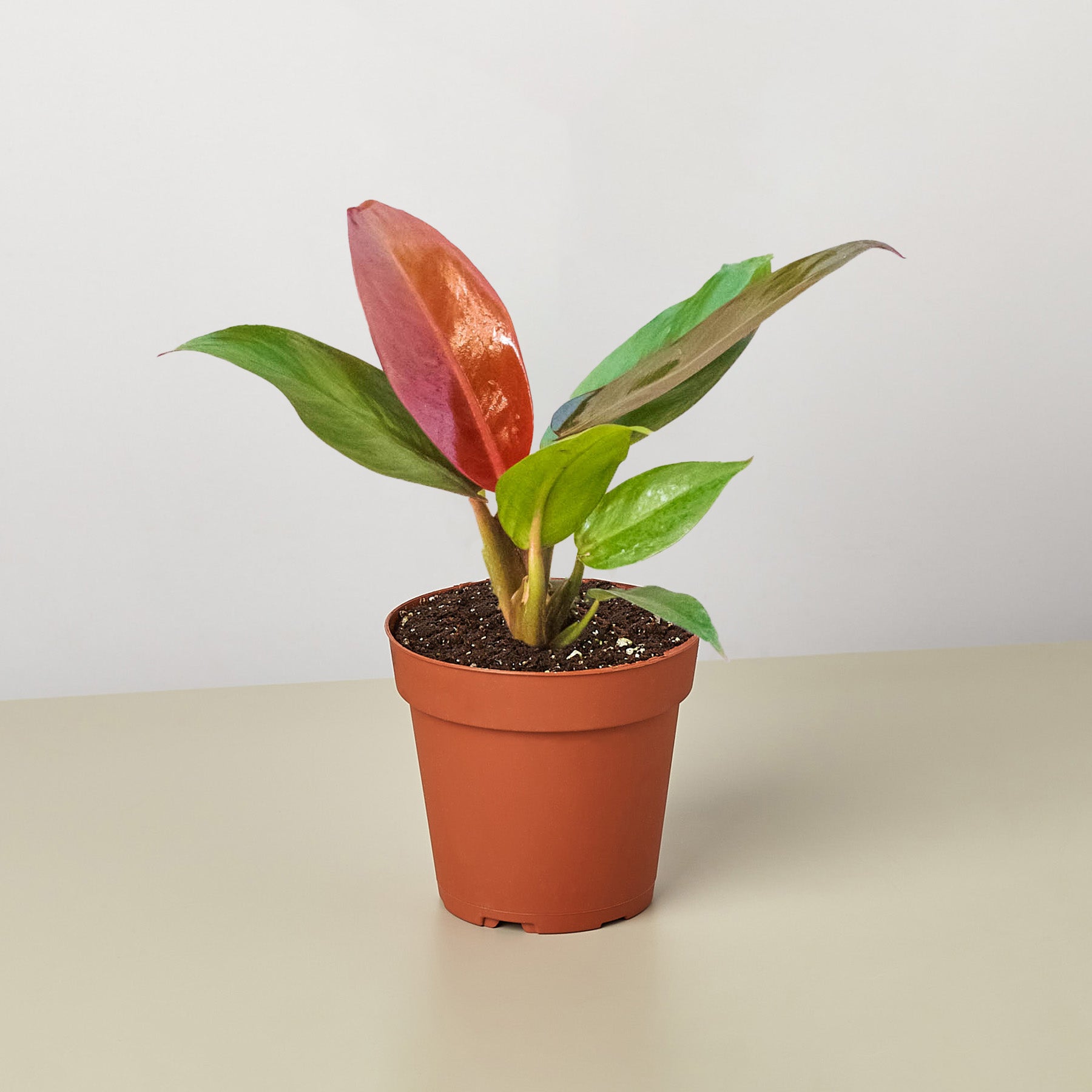philodendron sun Philodendron ‘Sun Red’ Live Plant