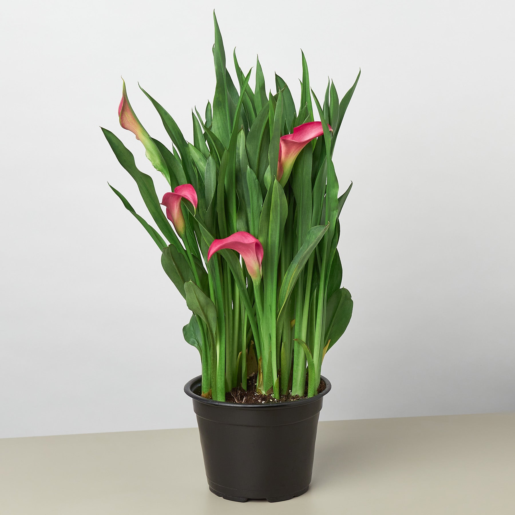 calla lily plant price Calla Lily 6" Pot / Pink / Eco Pot Terra Cotta