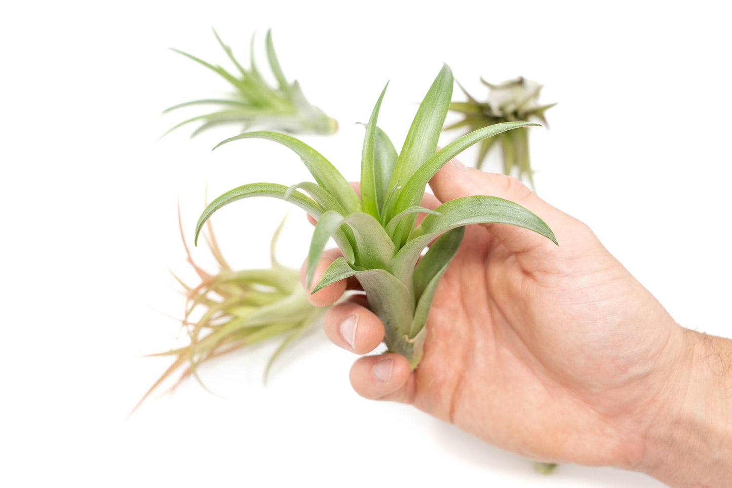 Tillandsia Abdita Brachycaulos Air Plants - Set of 10, 20 or 30