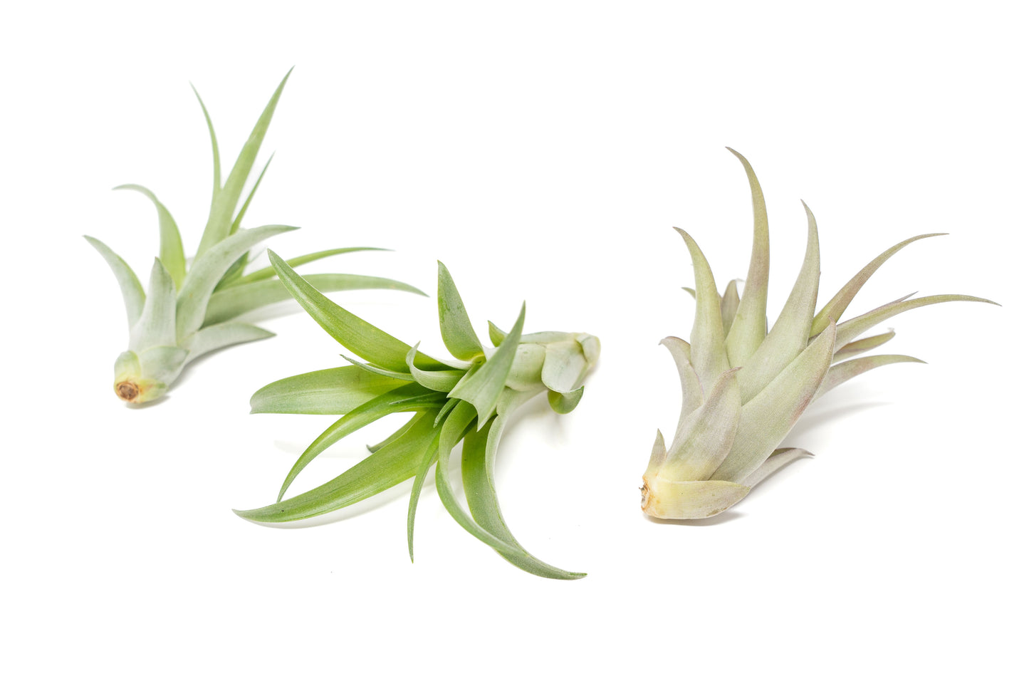 Tillandsia Abdita Brachycaulos Air Plants - Set of 10, 20 or 30