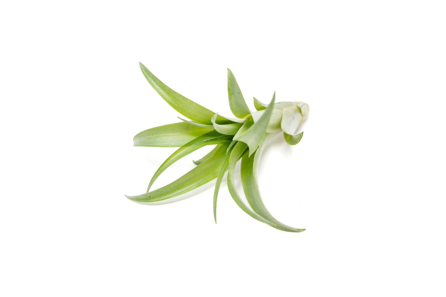 Tillandsia Abdita Brachycaulos Air Plants - Set of 10, 20 or 30