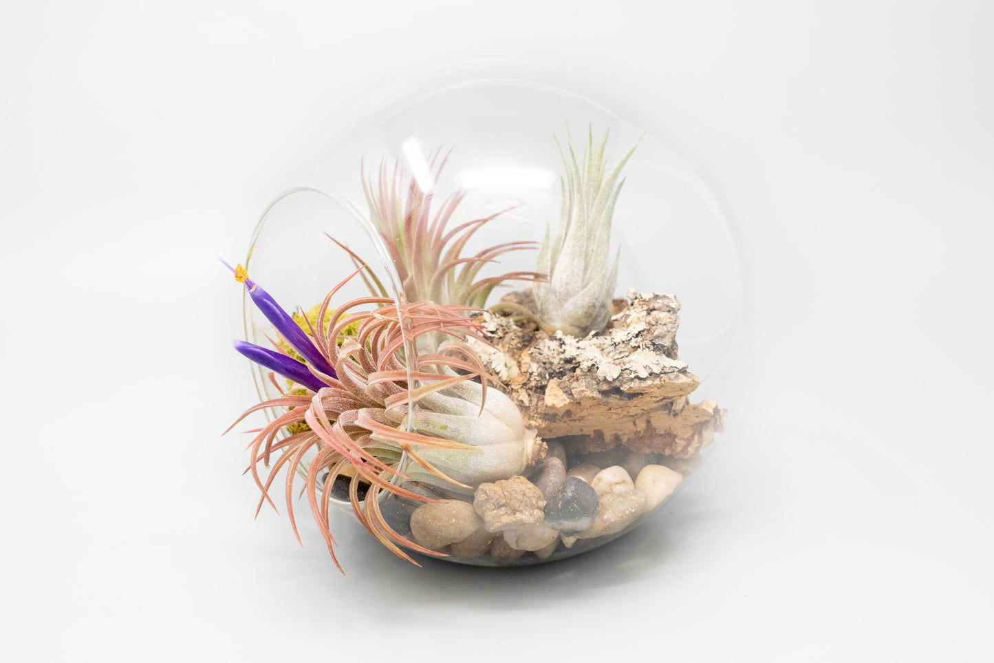 Large Glass Terrarium with 2 Open Ends