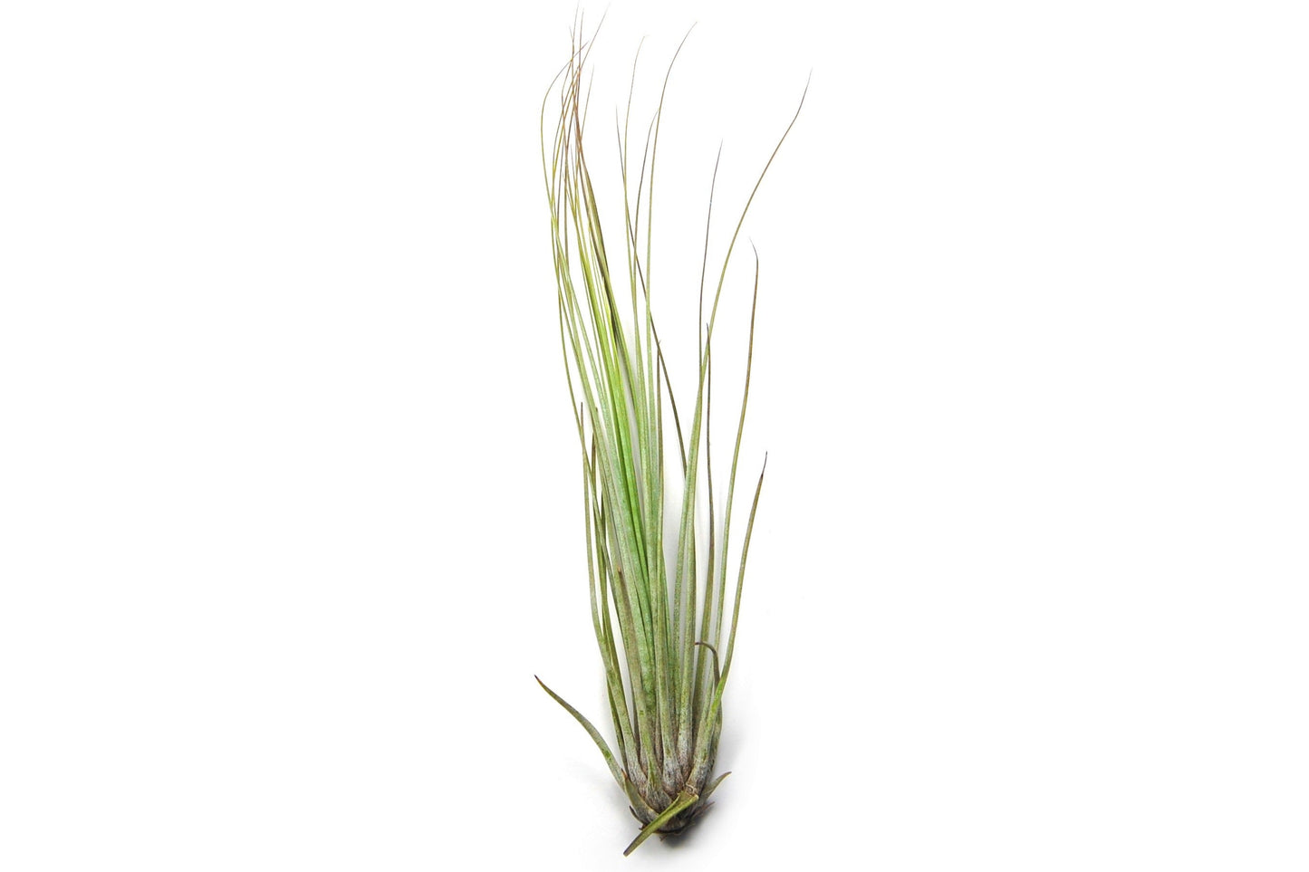 Tillandsia Juncifolia Air Plants