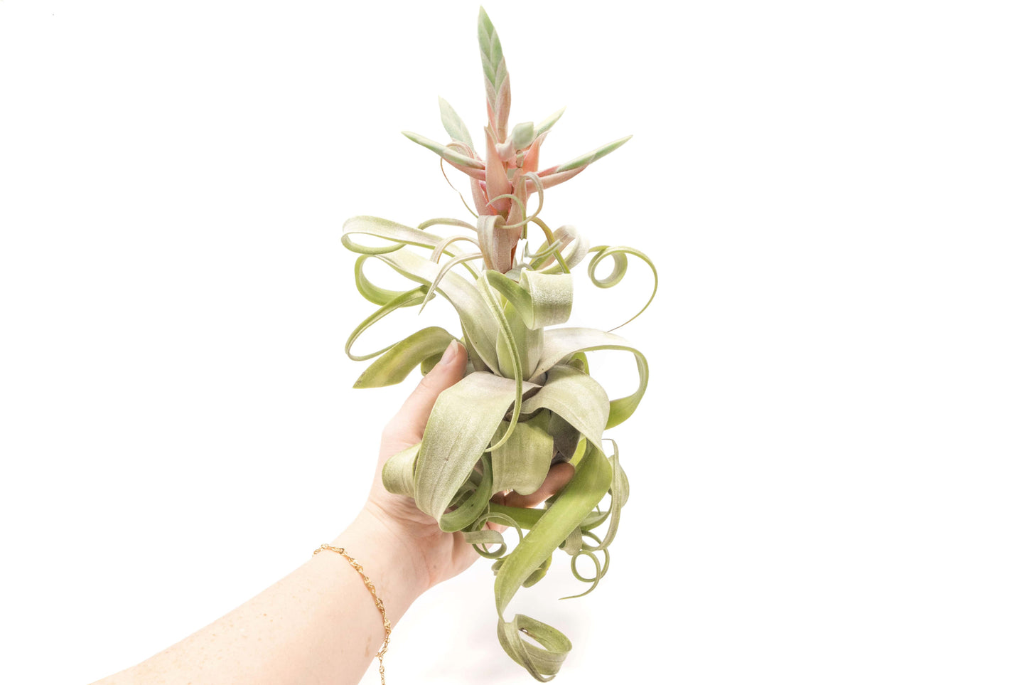 Tillandsia Streptophylla Air Plants - Set of 3 or 6