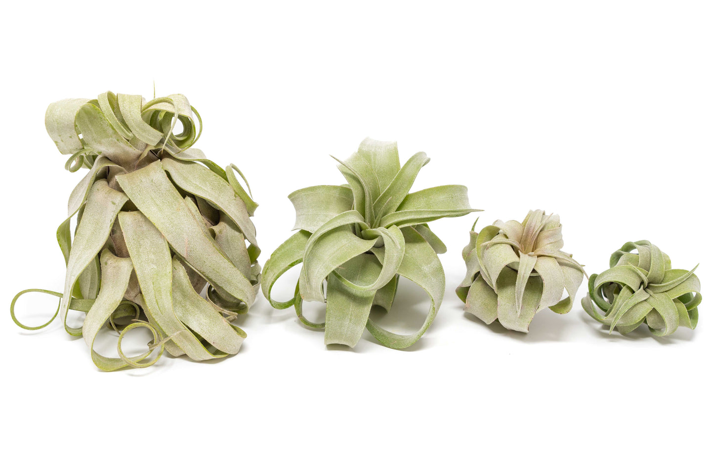 Tillandsia Streptophylla Air Plants - Set of 3 or 6