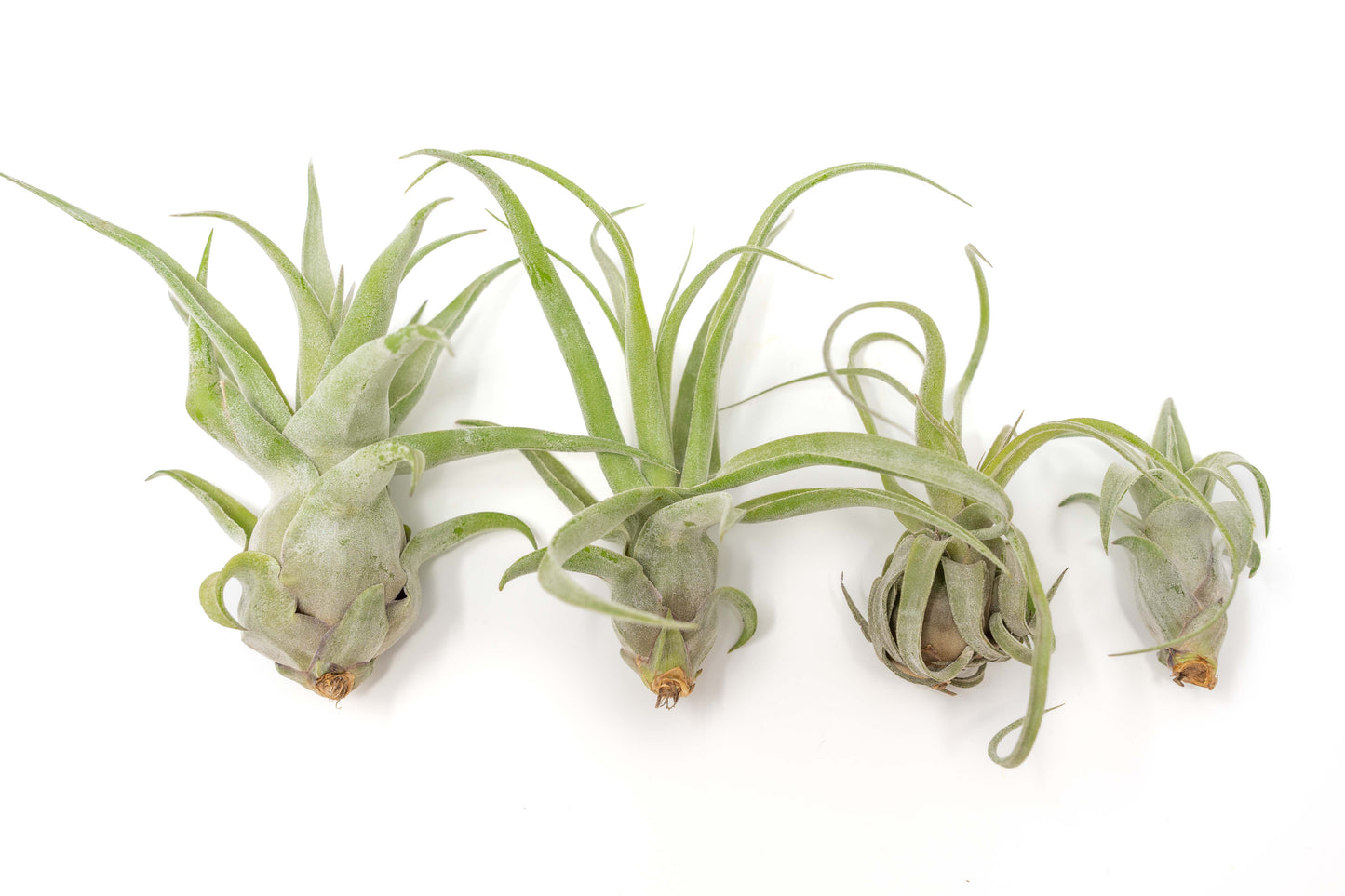 Tillandsia Streptophylla Air Plants - Set of 3 or 6