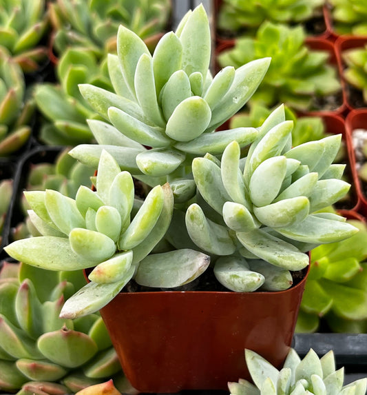 Sedeveria Blue Burrito