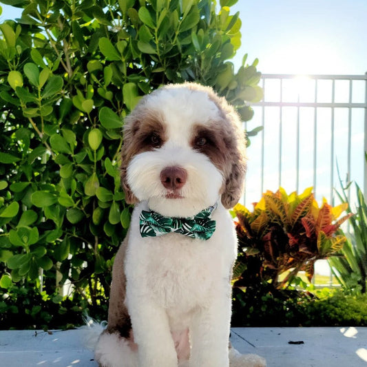 Tropical Bow Tie Dog Collar & Leash Set | Personalized Free