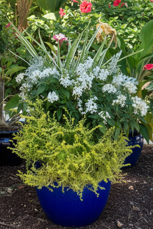 Classic Charm Florida Friendly Patio Planter