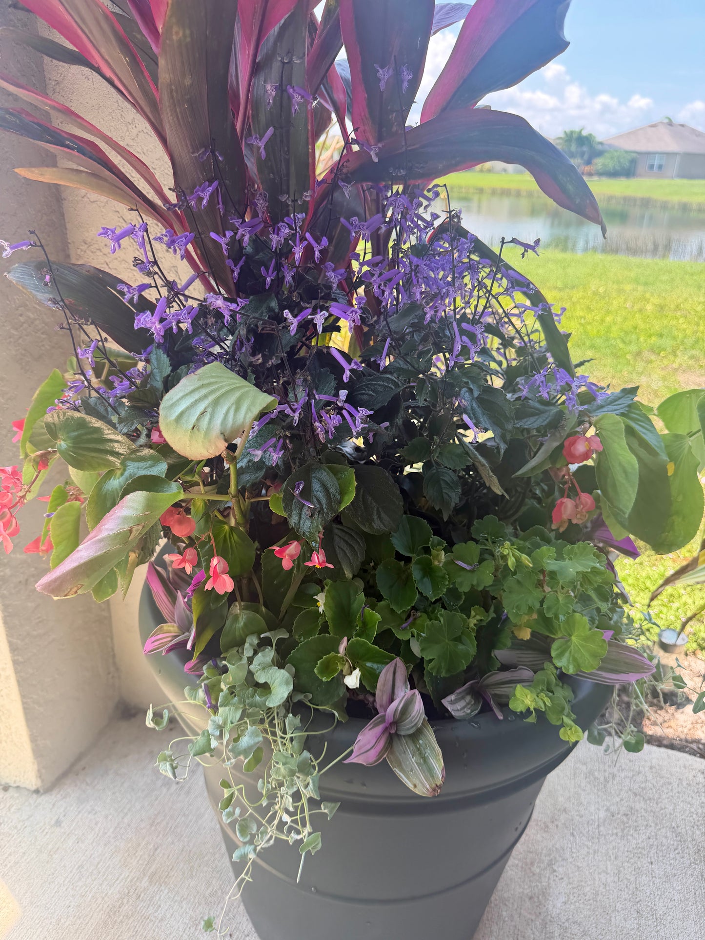“Blushing in the Shade”statement planter