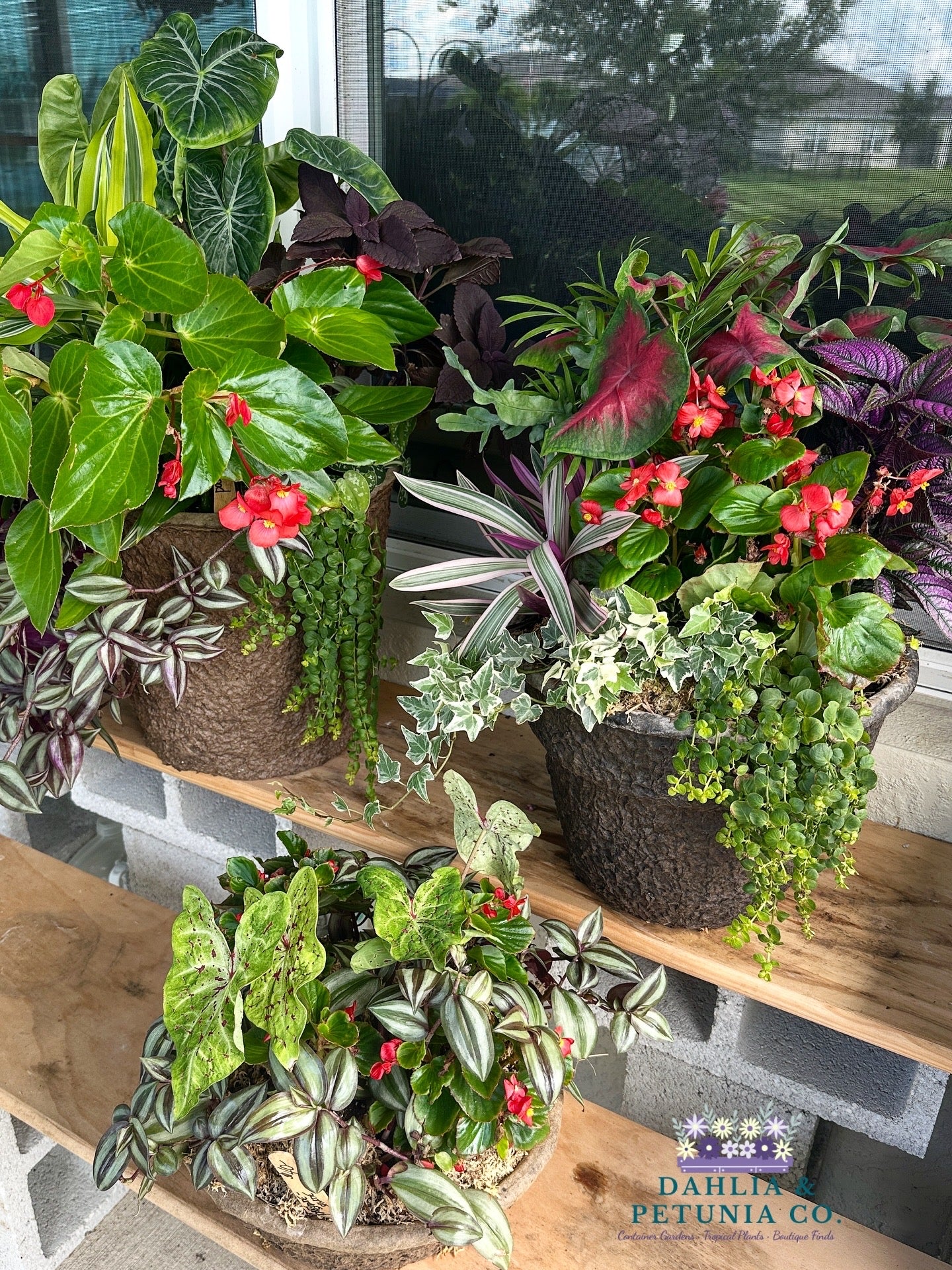 12 inch Drop-In Fiber Planter with shade loving live outdoor plants