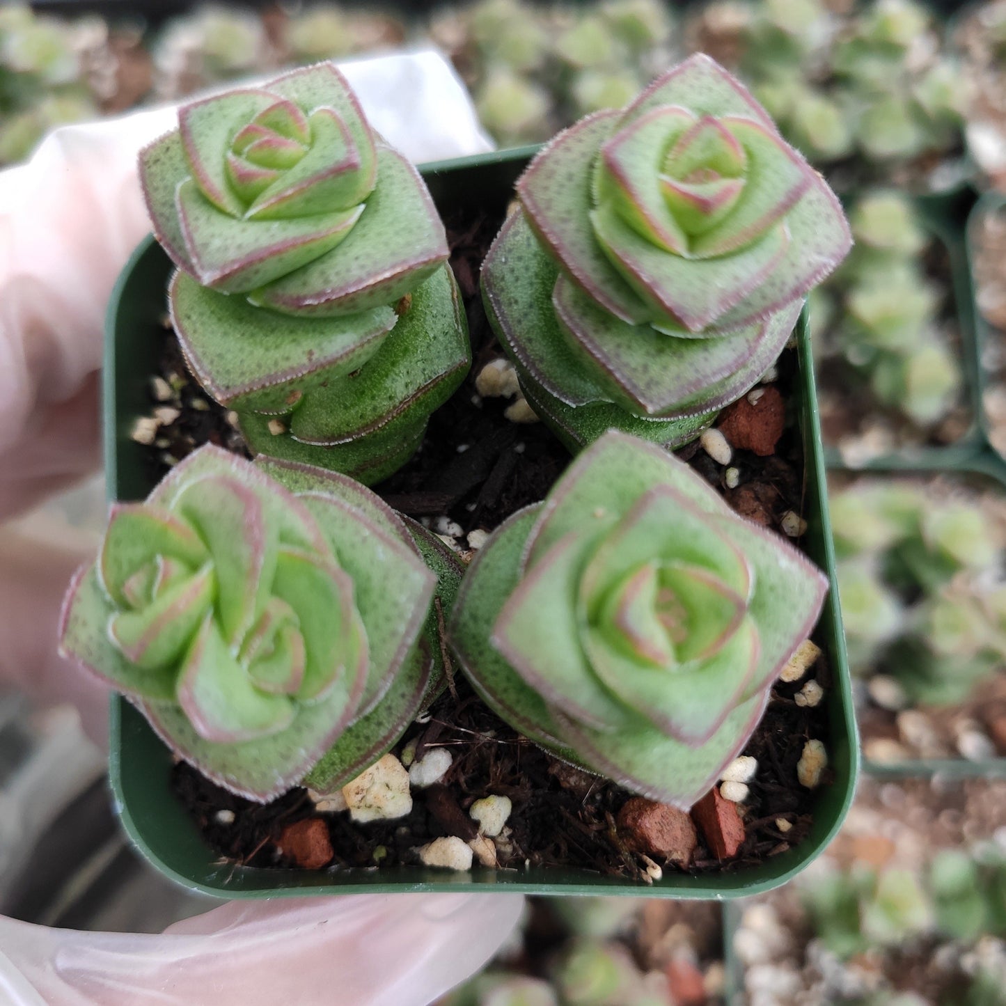 Crassula 'Baby's Necklace'