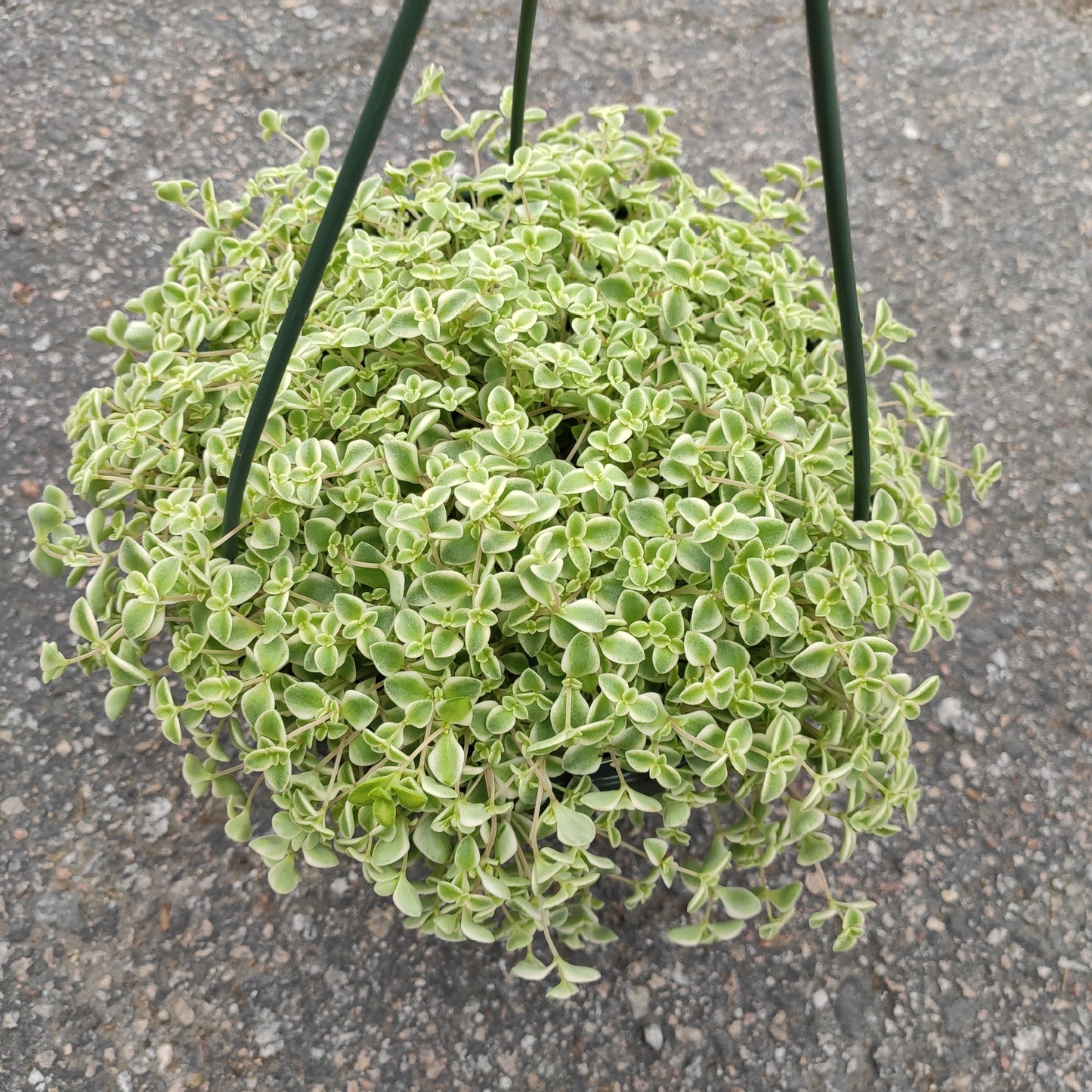 Sedum 'Little Missy'