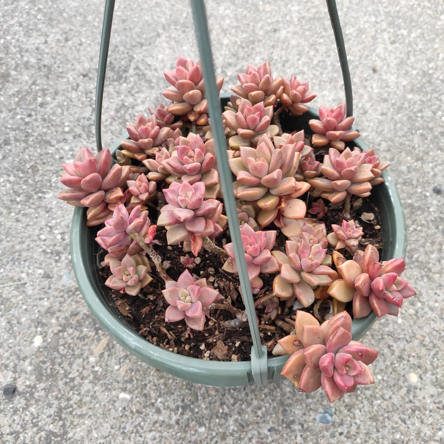 Graptosedum 'Alpenglow'