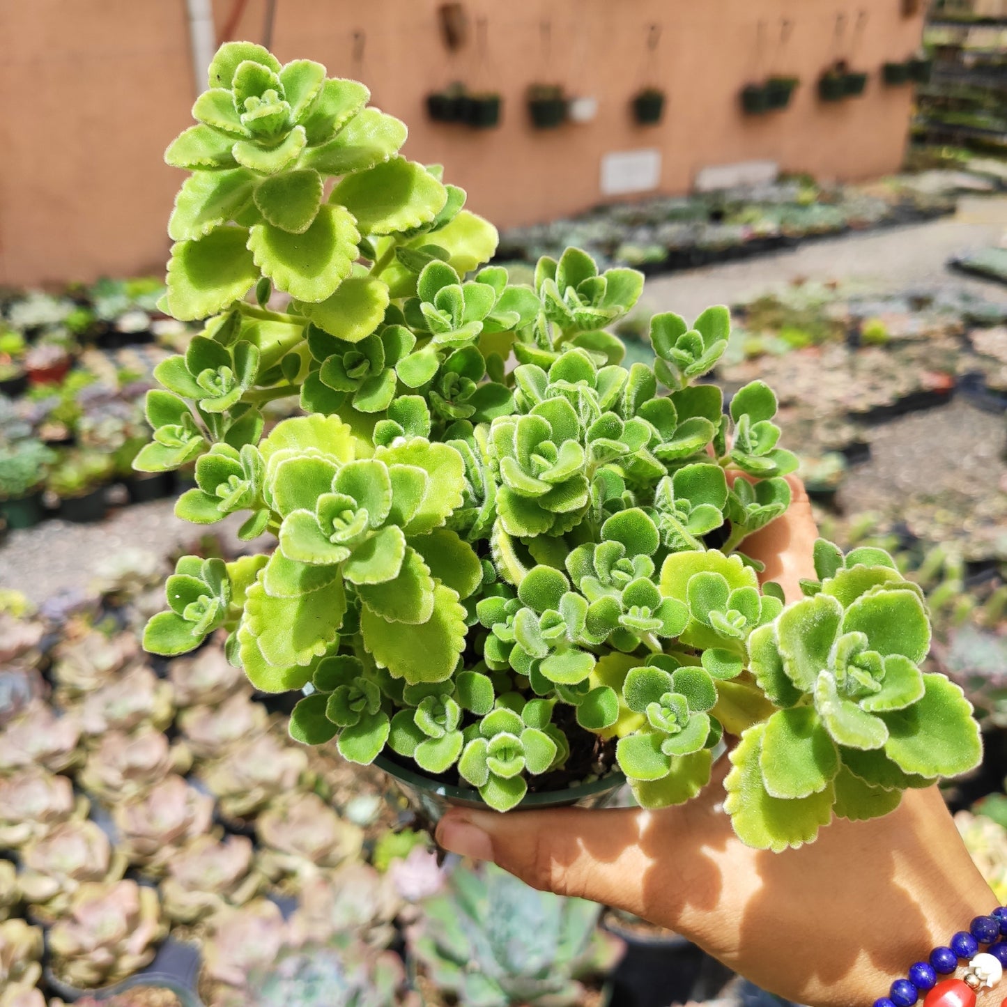 Plectranthus tomentosa - Vicks Plant