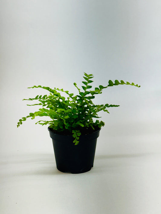 Lemon Button Fern