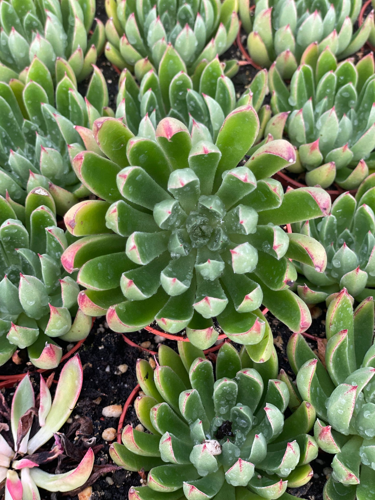 Echeveria Arco - Tray of 40