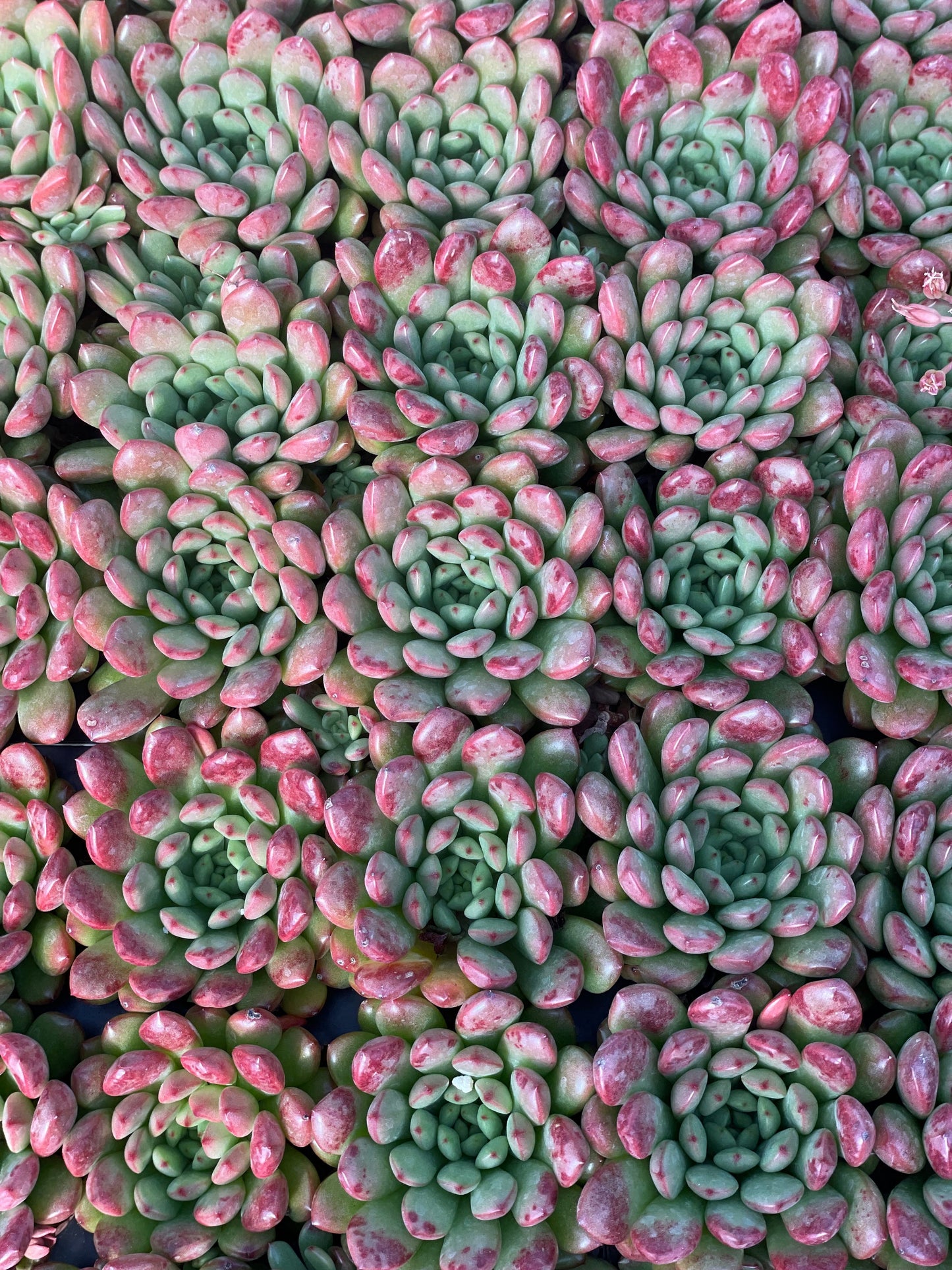 Echeveria Pink Ruby - Tray of 40