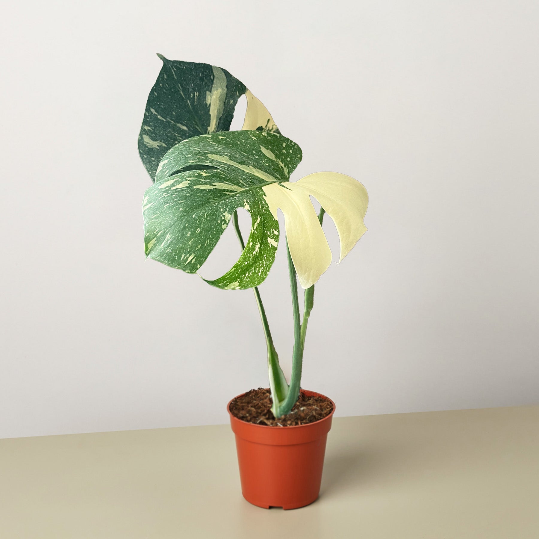 monstera deliciosa variegata thai constellation Monstera 'Thai Constellation'