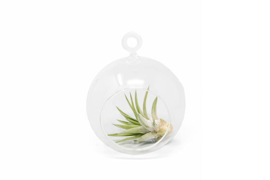 Hanging Globe Terrarium with Flat Bottom