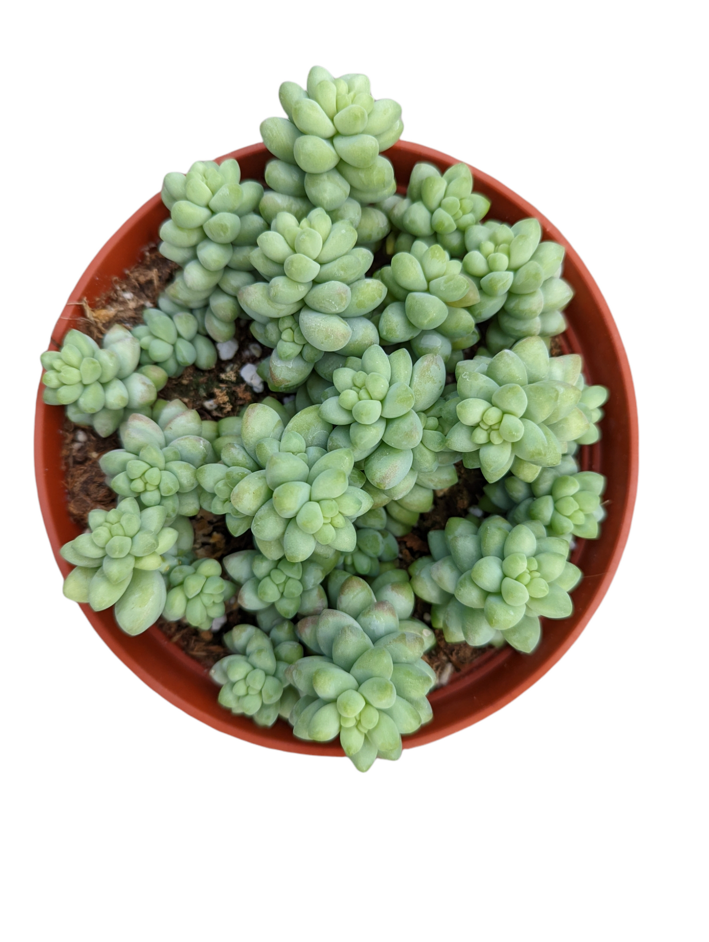 Sedum 'Burrito' Donkey Tail