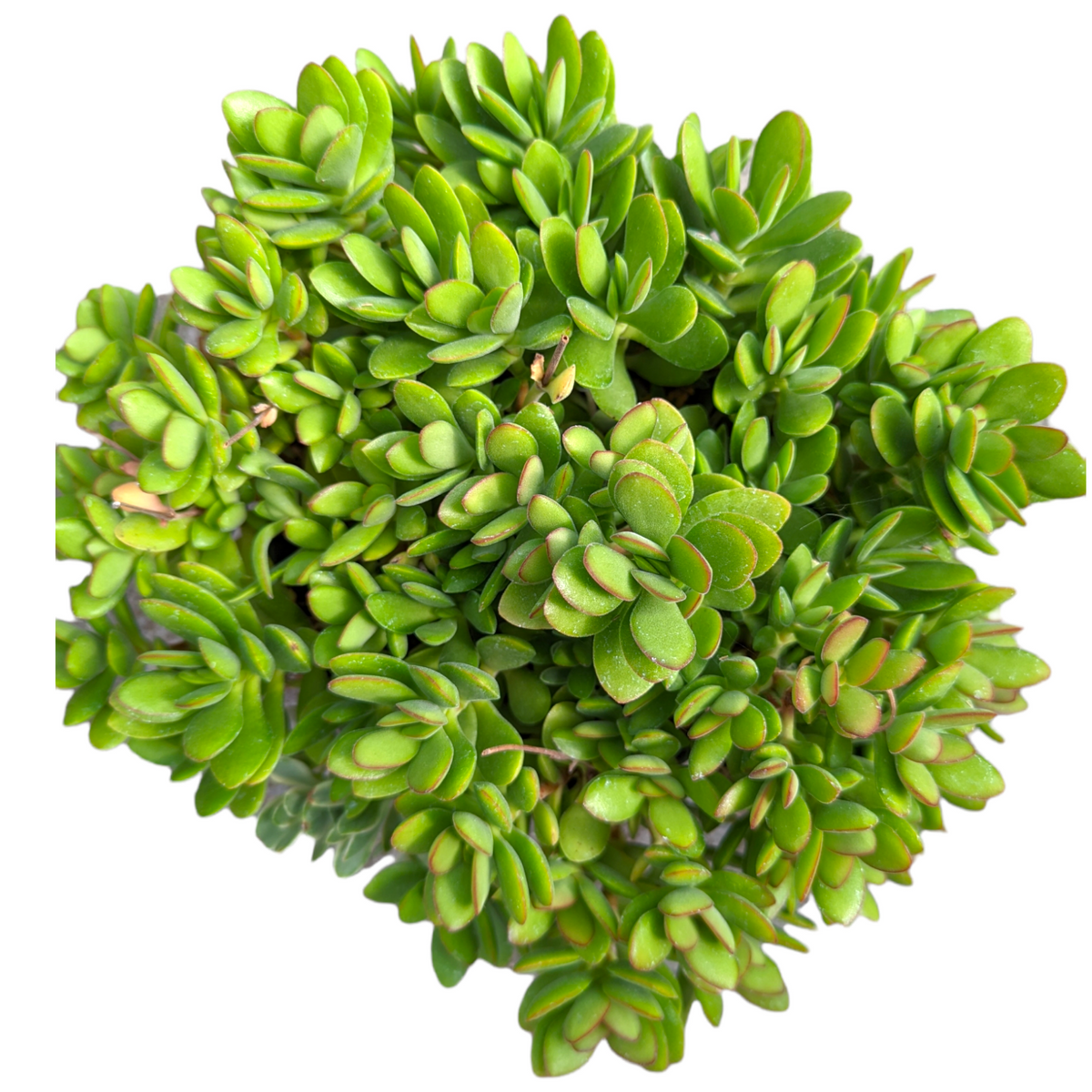 Crassula swaziensis 'Money Maker'